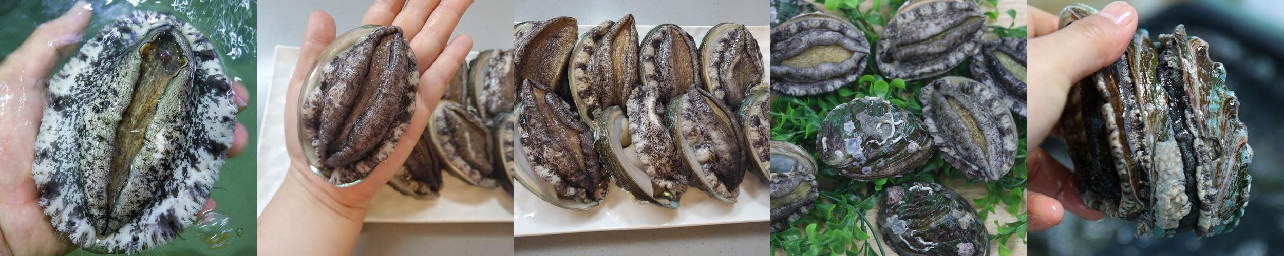 완도 활 전복 1kg 크기 6미부터40마리 특대전복 꼬마전복 선물세트 4남매털보아빠