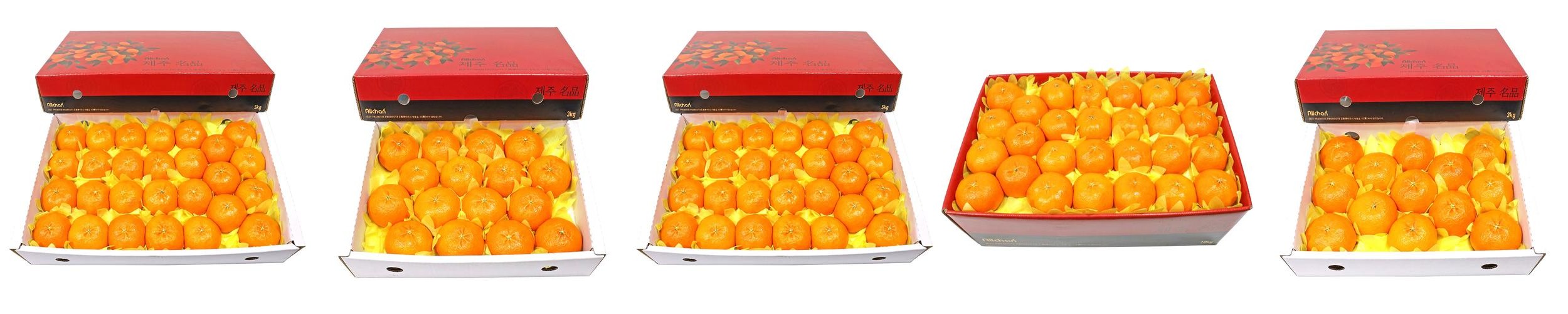 제주도 레드향 가정용 선물세트 3kg 5kg 10kg