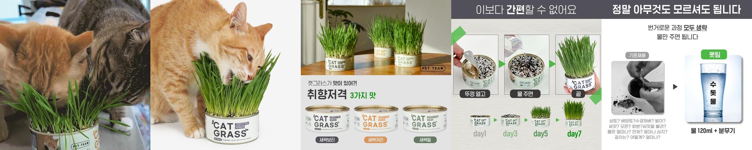 펫팀 고양이 캣그라스 재배키트 고양이풀 새싹보리