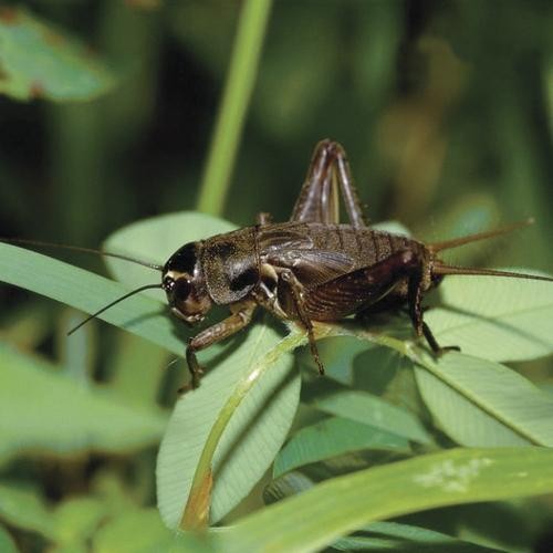 귀뚜라미 쌍별귀뚜라미 먹이용 파충류 도마뱀 플라스틱 핀헤드 50마리 귀뚜라미 쌍별귀뚜라미 먹이용 파충류 도마뱀 플라스틱 핀헤드 50마리