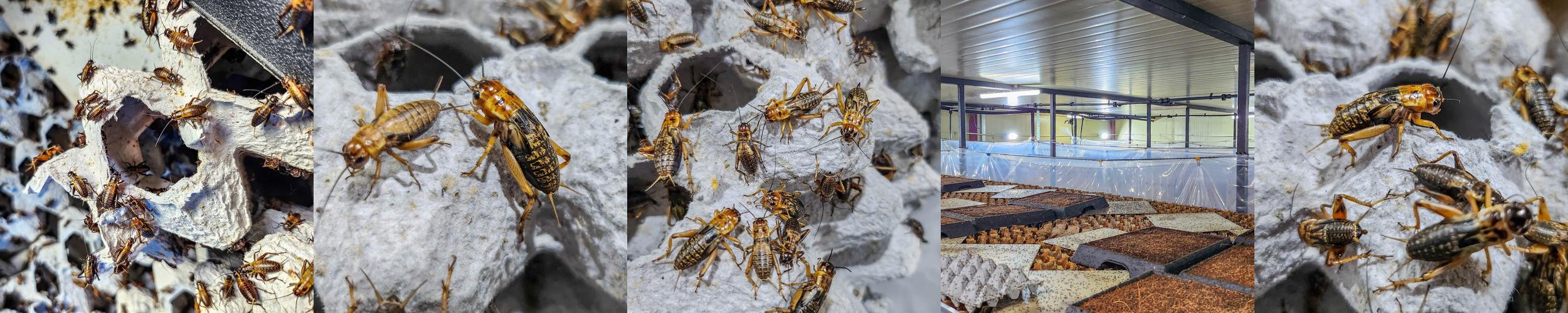 귀뚜라미 쌍별귀뚜라미 게코 도마뱀 먹이 보온포장 귀뚜라미 쌍별귀뚜라미 게코 도마뱀 먹이 보온포장