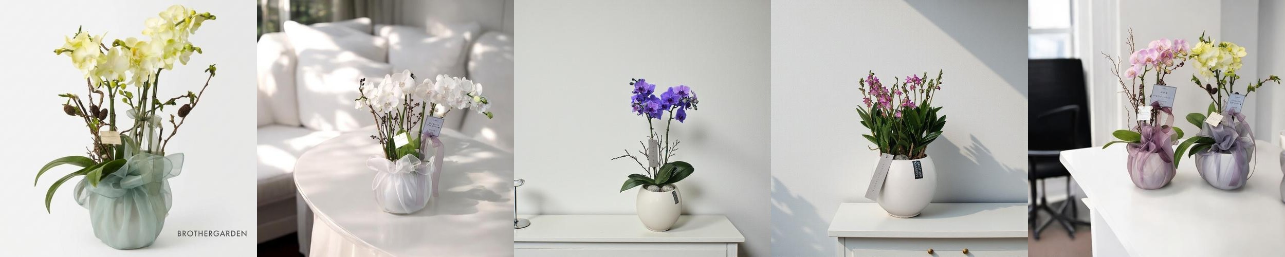 개업화분 서양란 취임 축하난 서양난 사무실 개원 영전 승진난 상견례 배달 꽃배달 호접란 개업화분 서양란 취임 축하난 서양난 사무실 개원 영전 승진난 상견례 배달 꽃배달 호접란