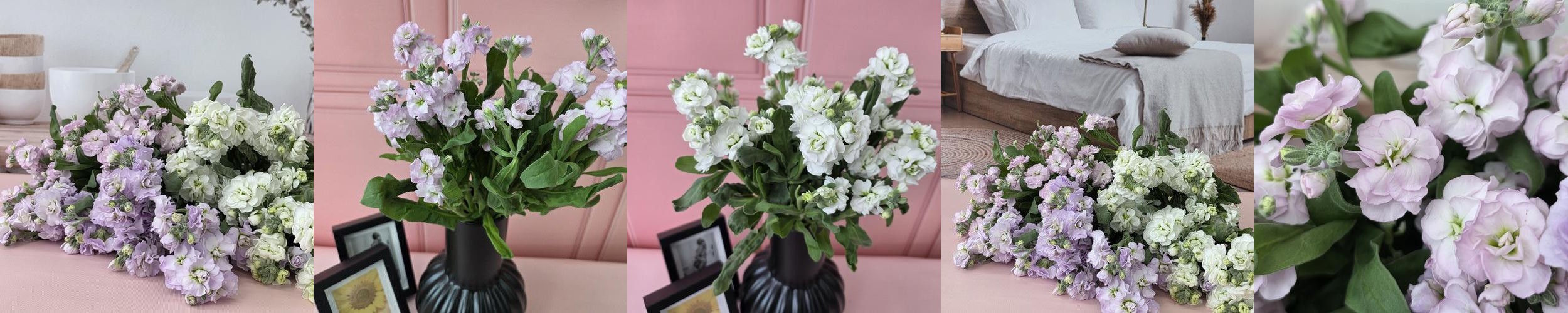 유스풀몰 스톡 2송이 스토크 생화 꽃배달싼곳 꽃 유스풀몰 스톡 2송이 스토크 생화 꽃배달싼곳 꽃