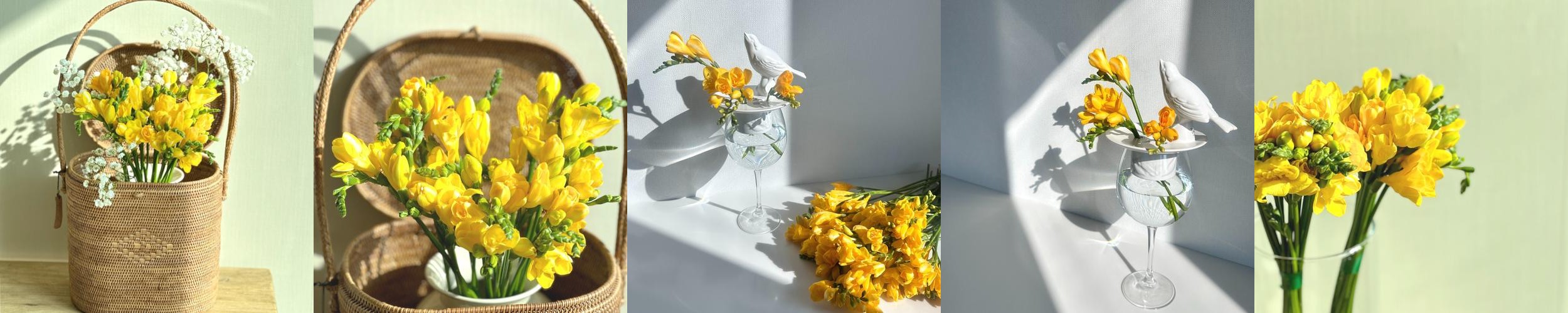 프리지아 후리지아 생화 10 줄기 프리지아 후리지아 생화 10 줄기