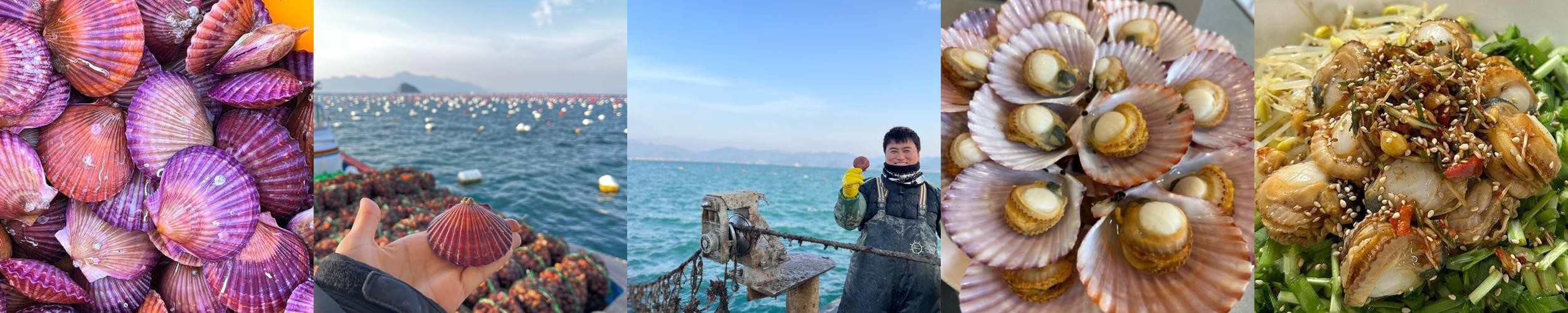 (산지직송) 최상급 선별 손세척 고성 홍가리비 1kg 쪼이수산 (산지직송) 최상급 선별 손세척 고성 홍가리비 1kg 쪼이수산