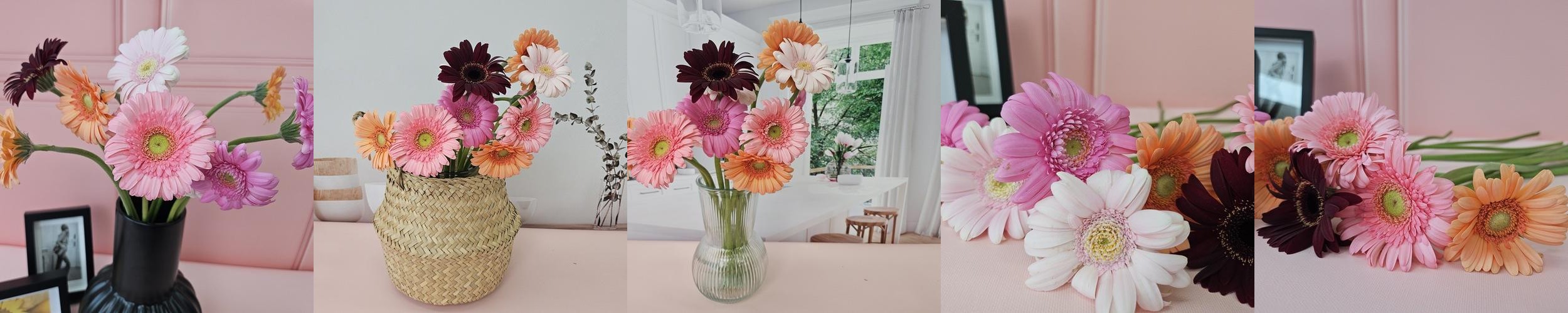 유스풀몰 생화 파스텔톤 거베라 1송이 피콜리니 꽃배달싼곳 꽃 유스풀몰 생화 파스텔톤 거베라 1송이 피콜리니 꽃배달싼곳 꽃