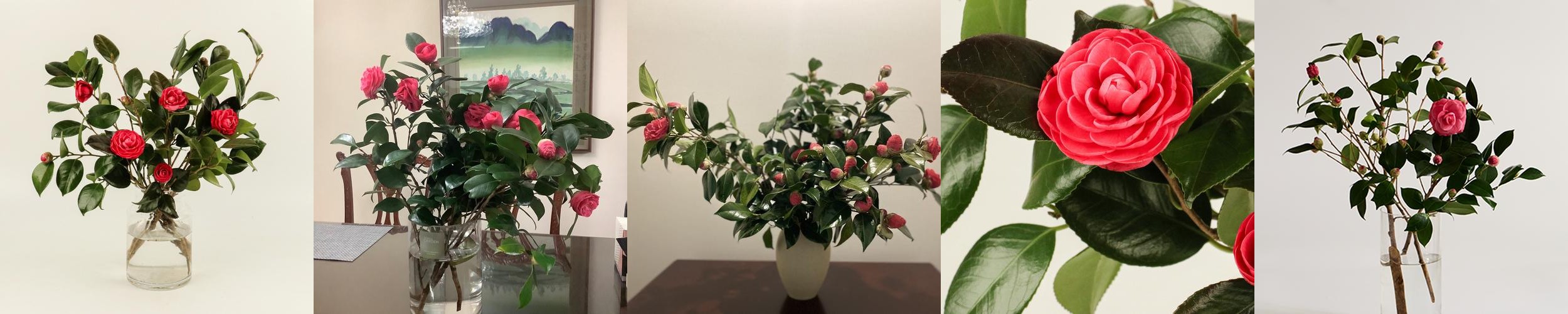 (BEST) 동백나무 – 카멜리아 겨울꽃나무 제철꽃 꽃정기구독 생화배송 꽃시장 소재 (BEST) 동백나무 – 카멜리아 겨울꽃나무 제철꽃 꽃정기구독 생화배송 꽃시장 소재