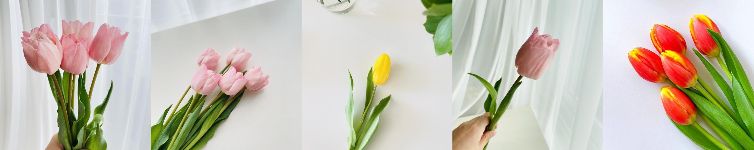 튤립 생화 꽃 다발 1송이 5송이 택배 배달 싼곳 양재꽃시장 꽃선물 튤립 생화 꽃 다발 1송이 5송이 택배 배달 싼곳 양재꽃시장 꽃선물