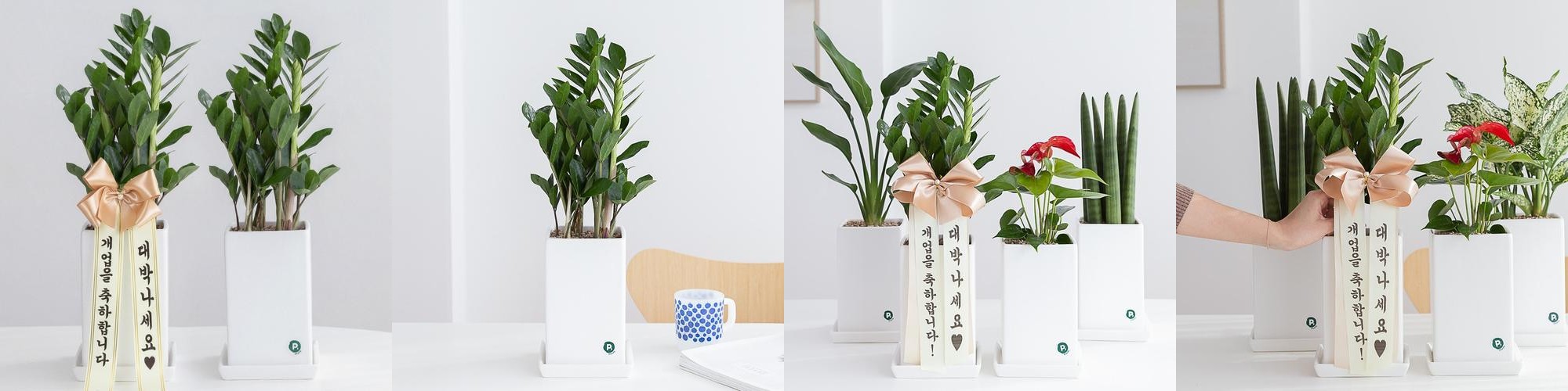 금전수 돈나무 개업 축하화분배달 개업식화분 선물 집들이 인테리어식물 거실화분꽃 화초 중소형 금전수 돈나무 개업 축하화분배달 개업식화분 선물 집들이 인테리어식물 거실화분꽃 화초 중소형
