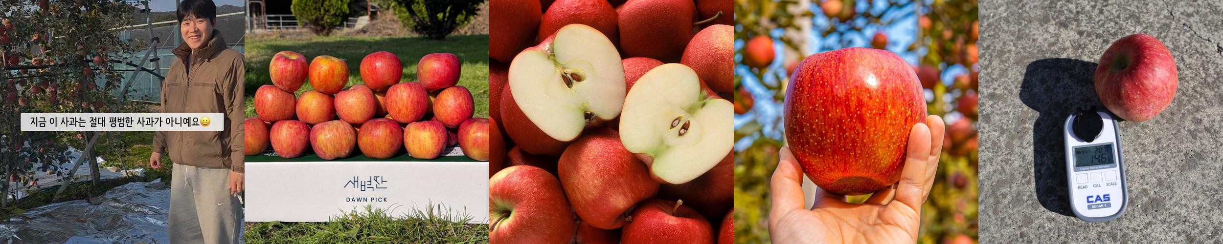 청송 꿀 사과 얼음골 부사 선물세트 시나노 골드 홍로 청송 꿀 사과 얼음골 부사 선물세트 시나노 골드 홍로