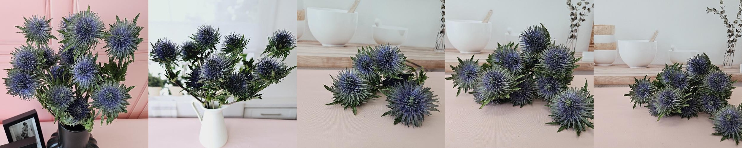 유스풀몰 에키놉스 에렌지움 반단 절굿대 생화 택배 꽃 유스풀몰 에키놉스 에렌지움 반단 절굿대 생화 택배 꽃