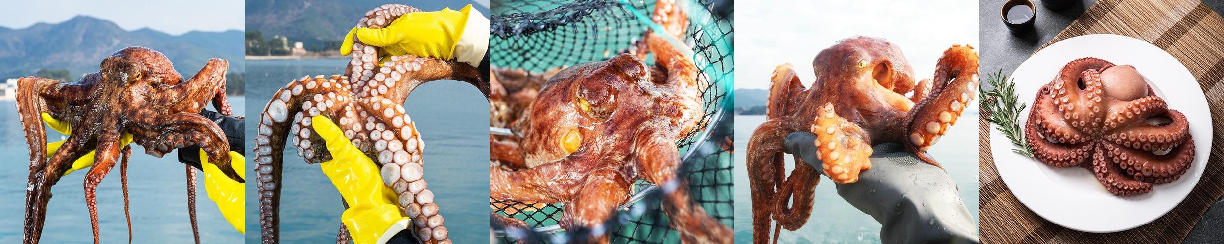 자연산 문어 돌문어 국내산 1kg 1.5kg 자숙문어 손질문어 자연산 문어 돌문어 국내산 1kg 1.5kg 자숙문어 손질문어